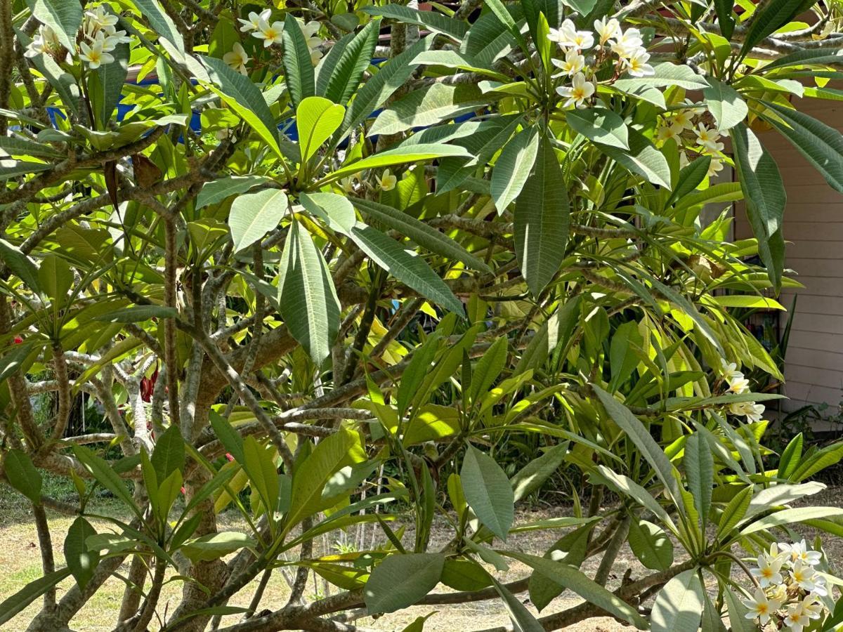 Samui Garden Resort Bang Rak Beach  Esterno foto