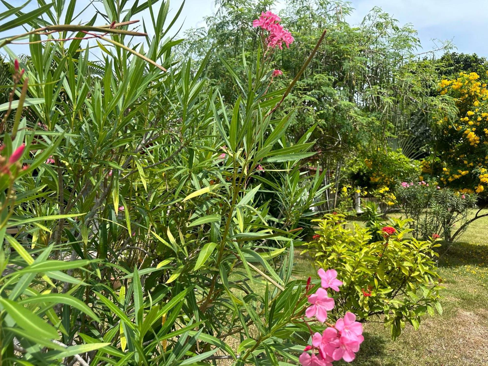 Samui Garden Resort Bang Rak Beach  Esterno foto