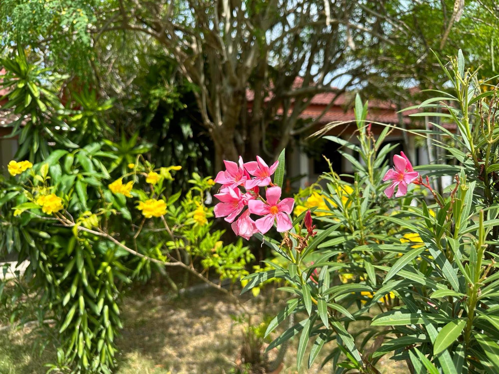 Samui Garden Resort Bang Rak Beach  Esterno foto