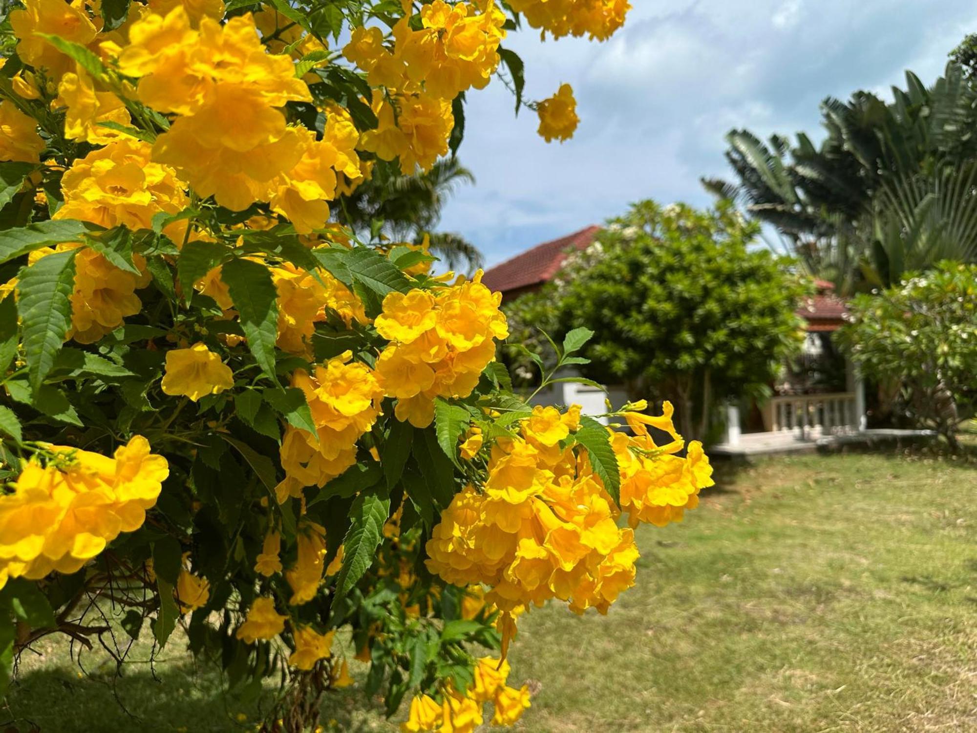 Samui Garden Resort Bang Rak Beach  Esterno foto