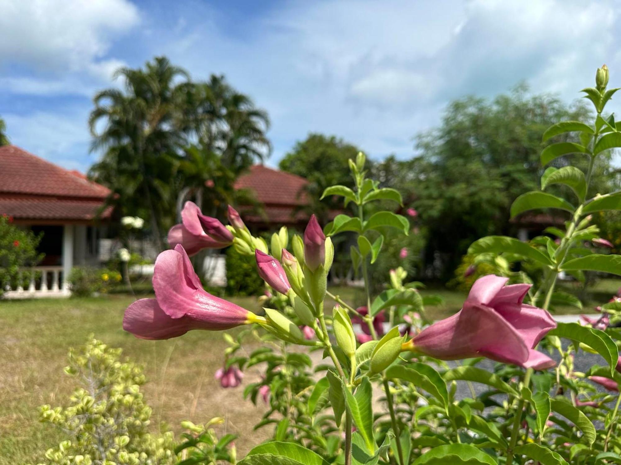 Samui Garden Resort Bang Rak Beach  Esterno foto
